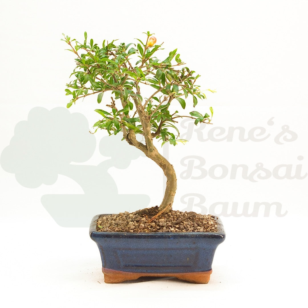 Granatapfel 'Punica granatum'